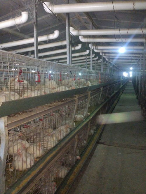 肉雞預混料市場價格解析與優質廠家推薦 助力科學牲畜飼養