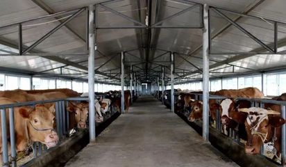 農業部強化行業標桿管理，取消170個畜禽養殖標準化示范場資格