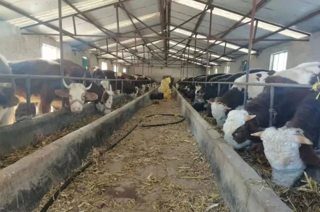 牽住牛鼻子 走出“牛”路子 牲畜飼養踏上新征程