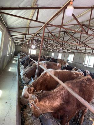 舒蘭肉牛產業實現跨越式發展，飼養規模突破42萬頭