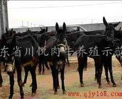 探索西門塔爾牛的購買渠道與肉牛養殖技術——山東四川悅肉牛養殖示范園的實踐