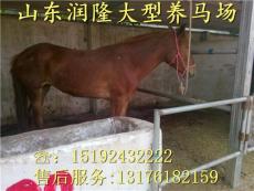 山東潤隆特種養殖場 匠心培育高端牲畜，引領農牧業新風尚