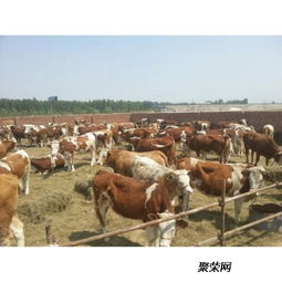 忻州肉牛養殖廠西門塔爾牛的科學飼養之道