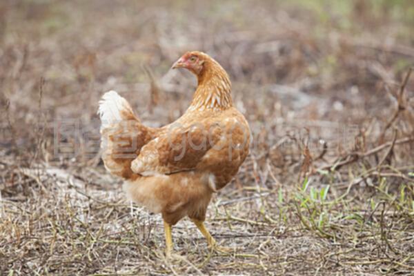 田間的棕色母雞 家畜飼養中最具生命力的牲畜